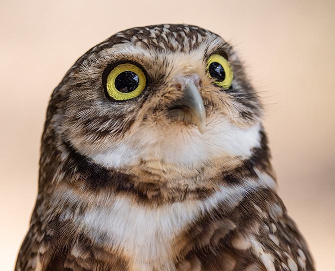 burrowing owl help adopt