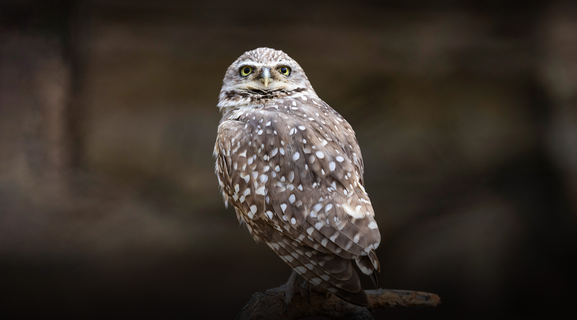 Burrowing Owl