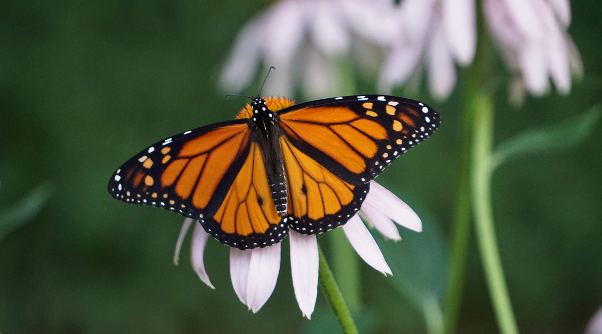 monarch butterfly on a flower