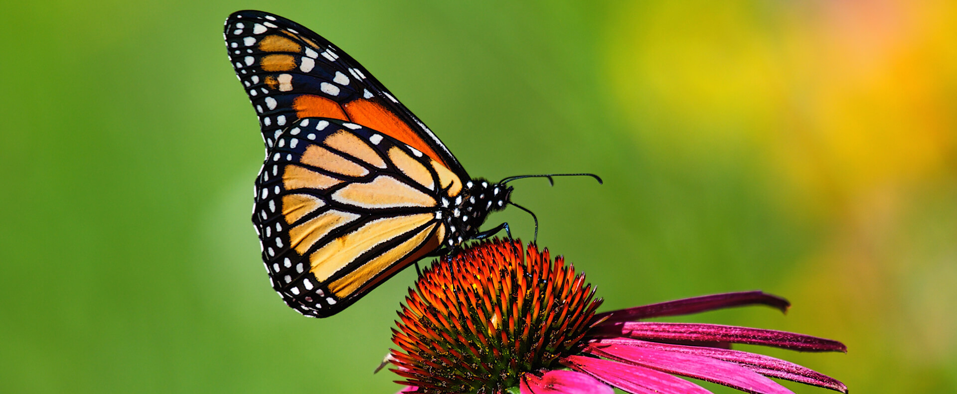 monarch butterfly on a flower