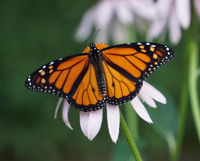 monarch butterfly on a flower