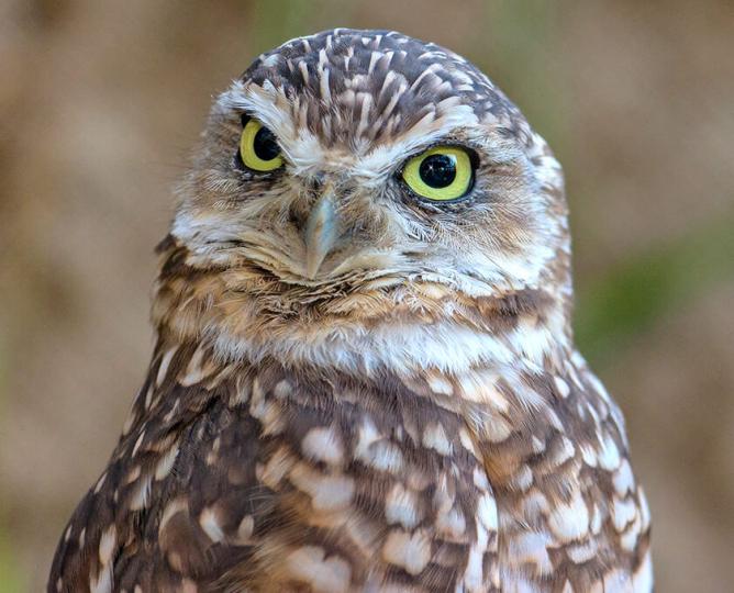 burrowing owl