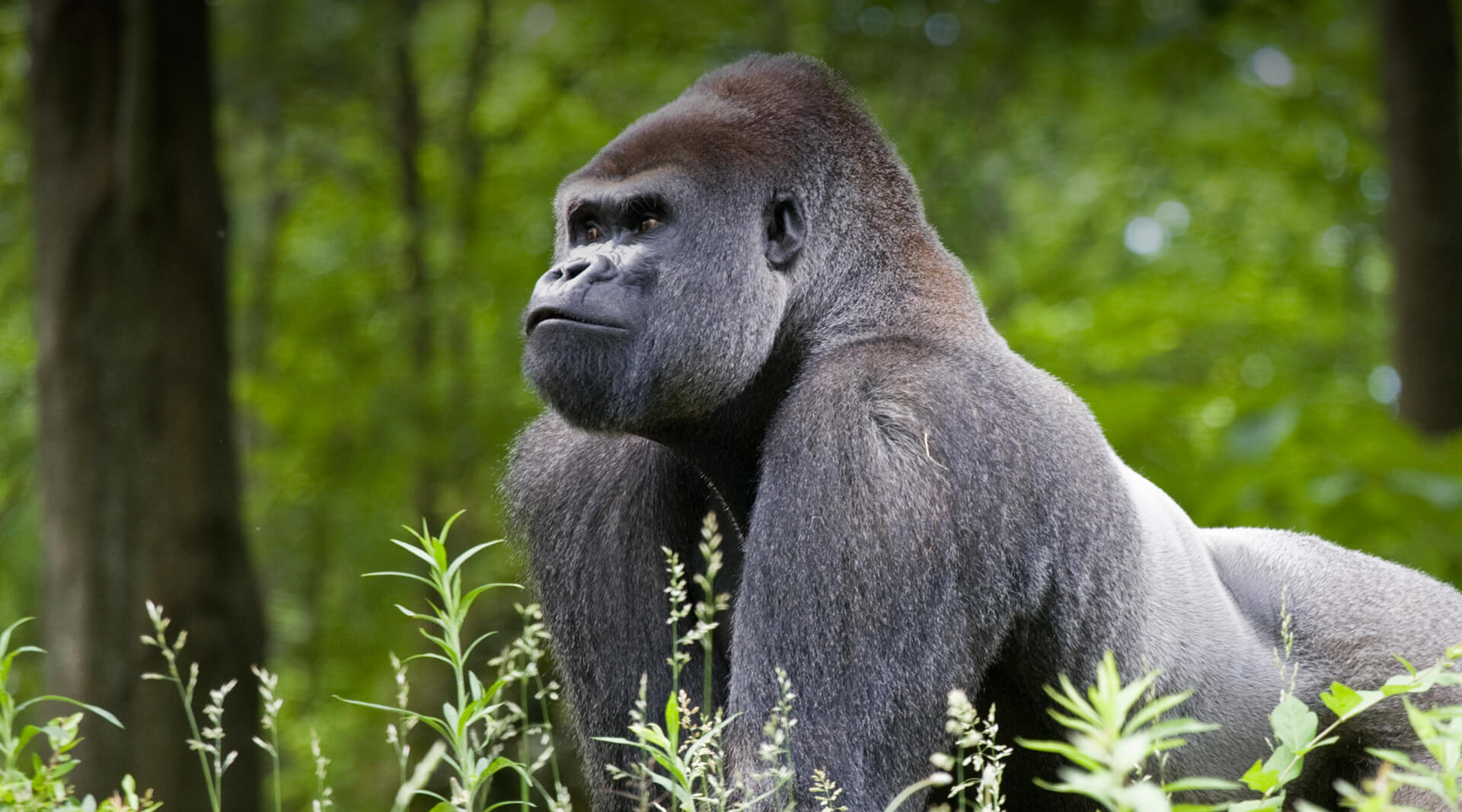 Gorilla