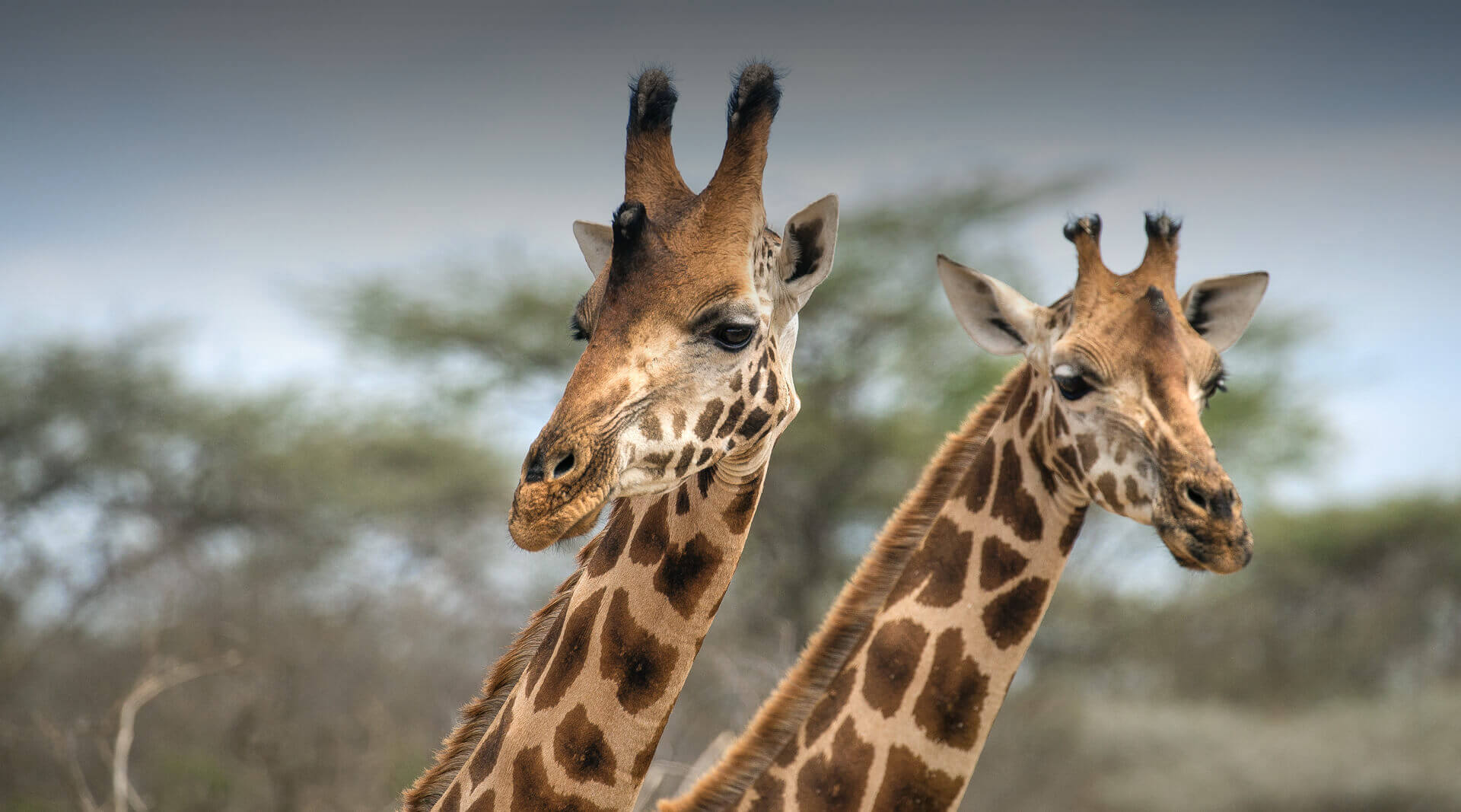 Two giraffes