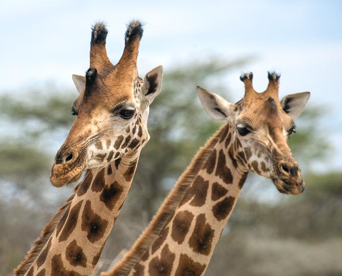 two giraffes