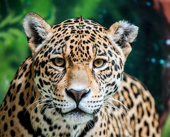 Jaguar