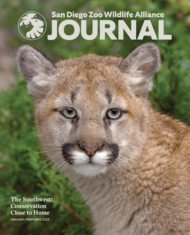 Image of a Mountain Lion Staring at the Viewer