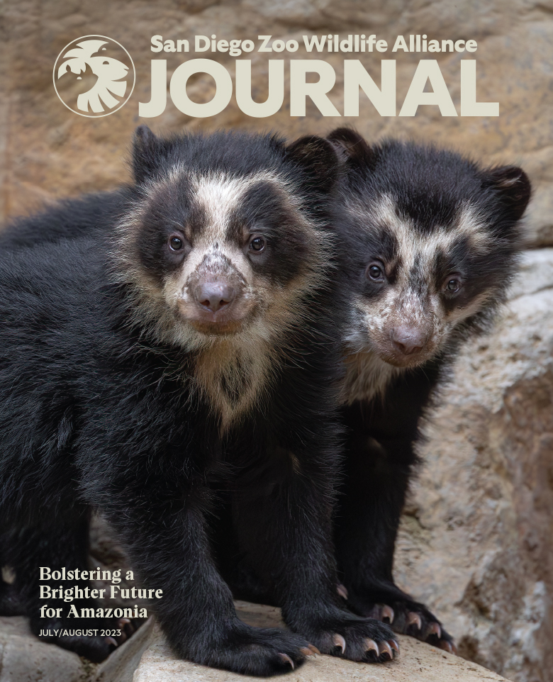 Two Andean bear cubs next to each other standing on rocks looking forward