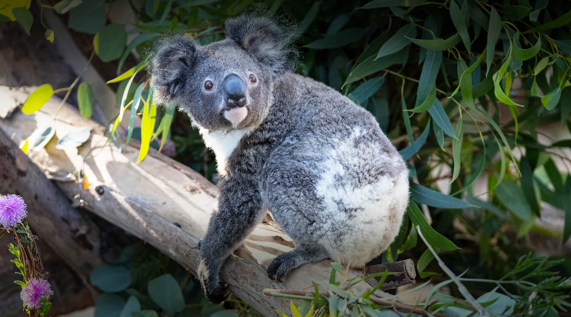 Koala