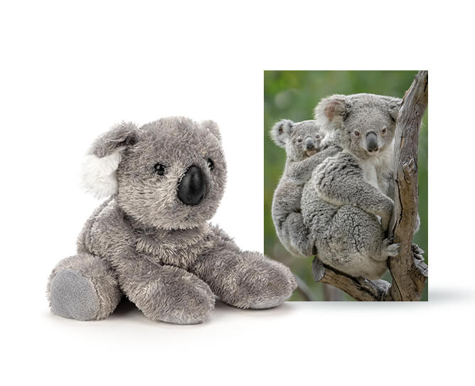 Koala