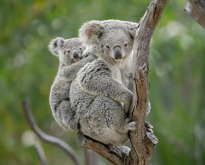 koala