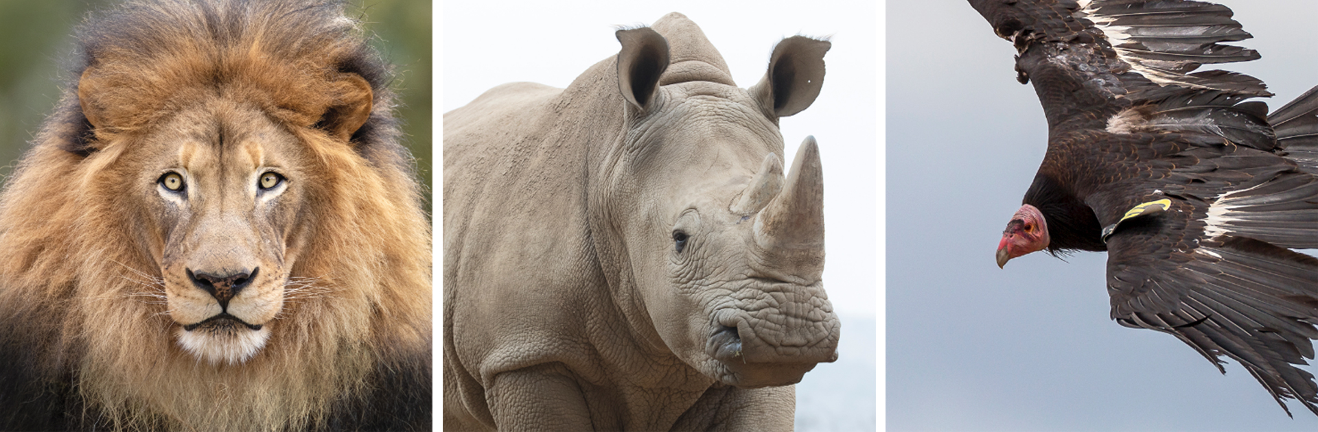 lion, rhino, california condor