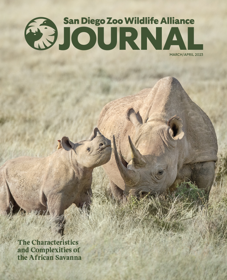 An adult and calf black rhino standing in tall grass 