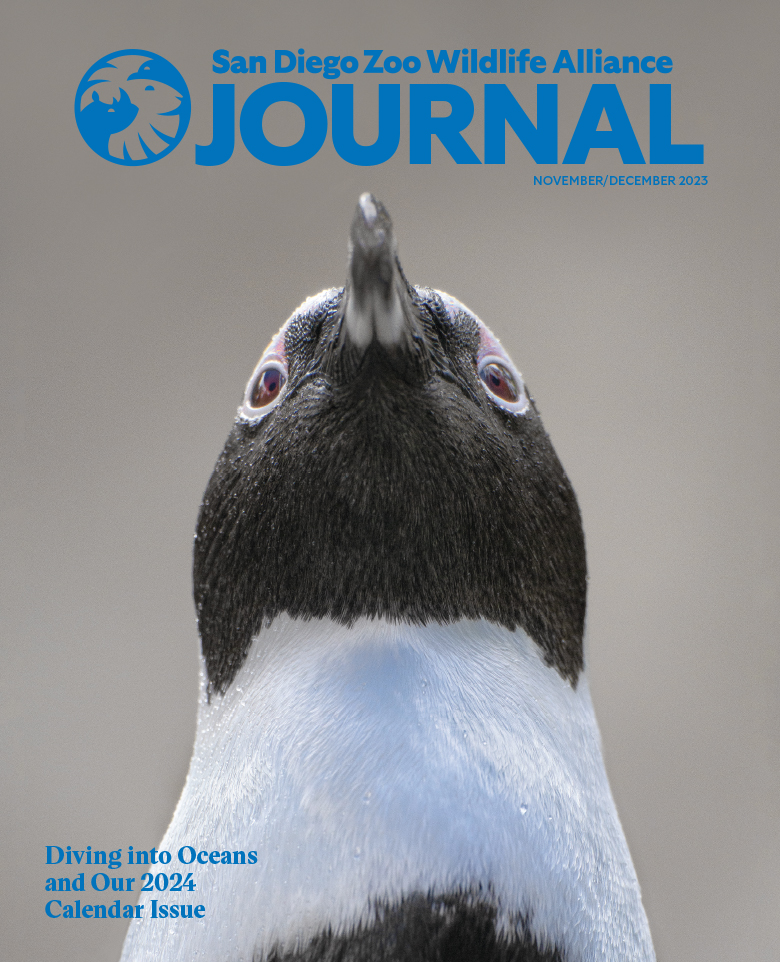 Close up of an African penguin looking upwards.