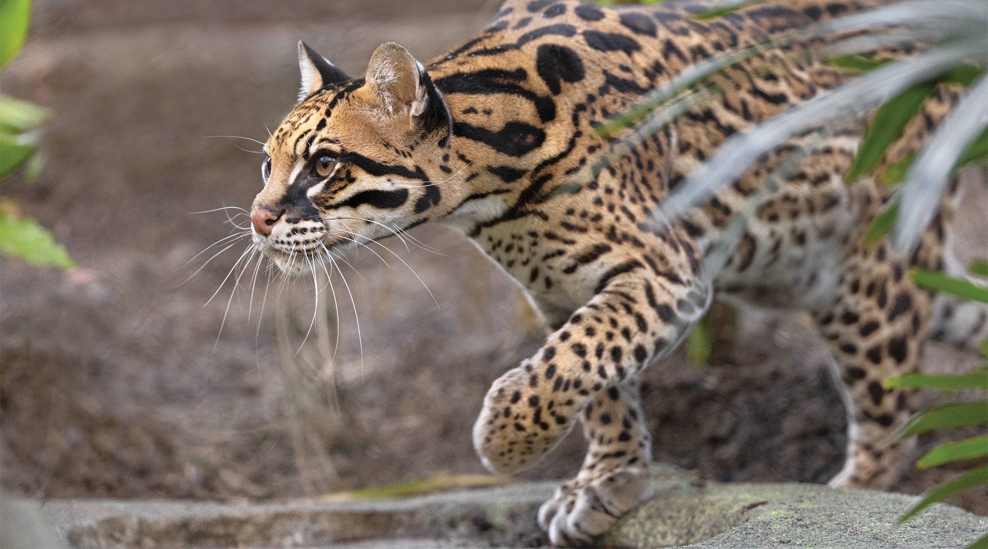 Ocelots