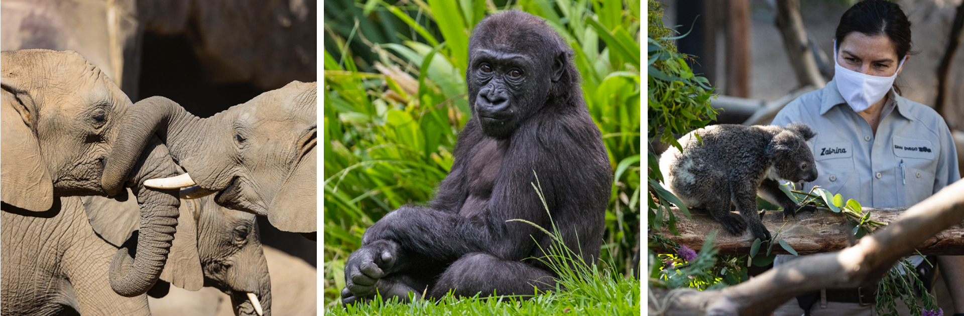 two elephants, young gorilla, koala with wildlife care specialist