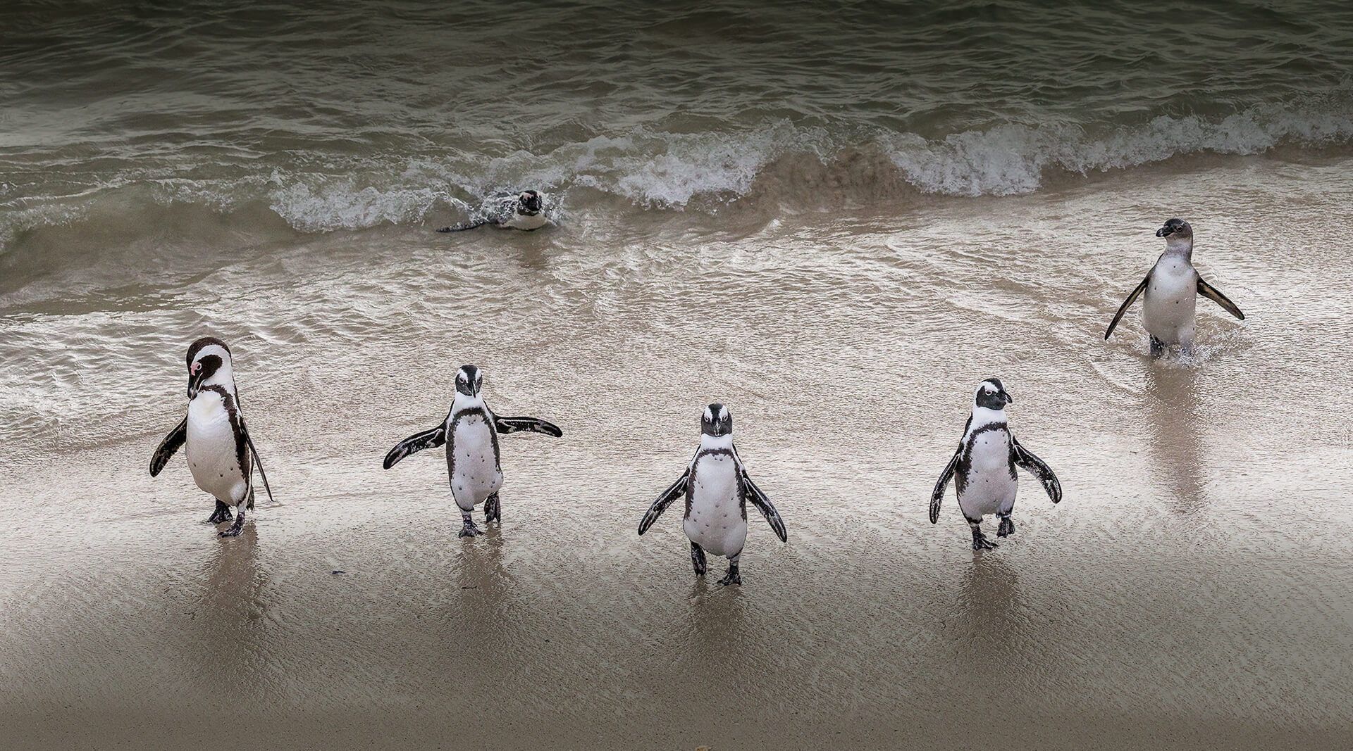 African Penguin