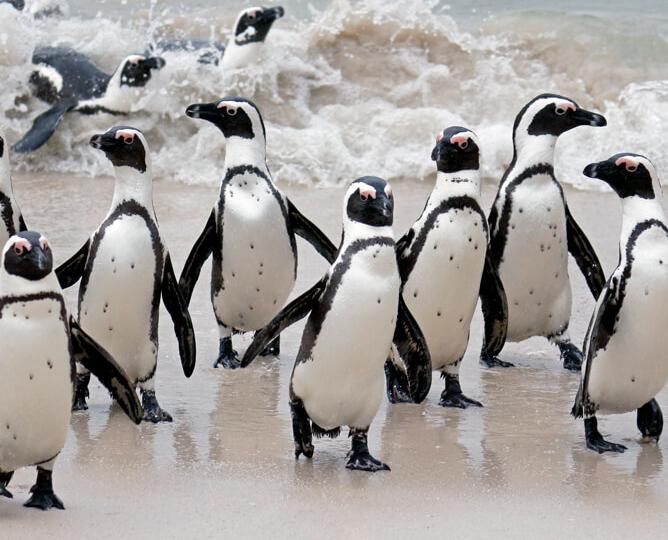 African penguins