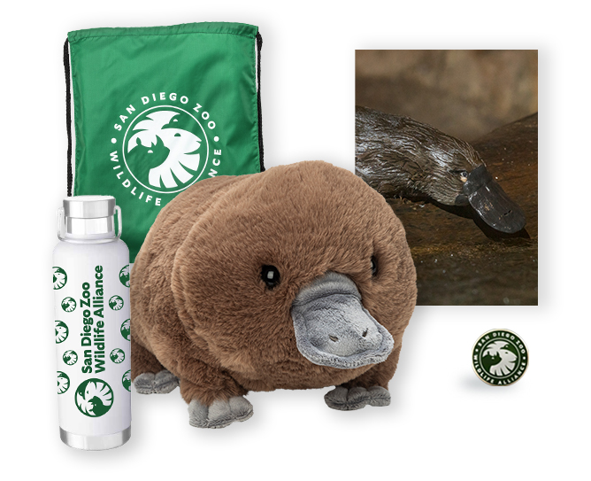 Platypus $500 Adoption Package