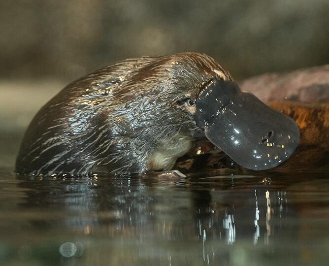 Platypus