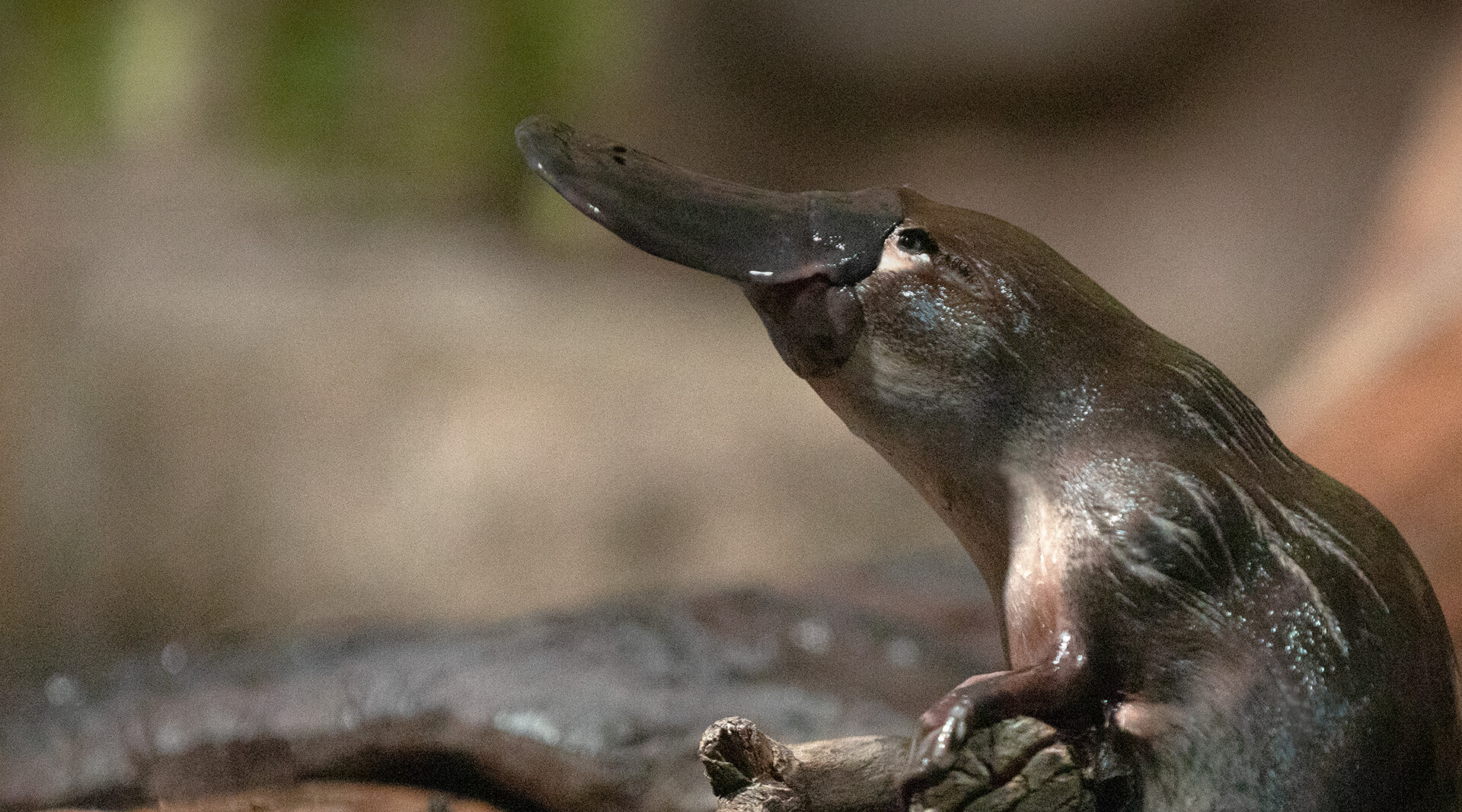 Platypus