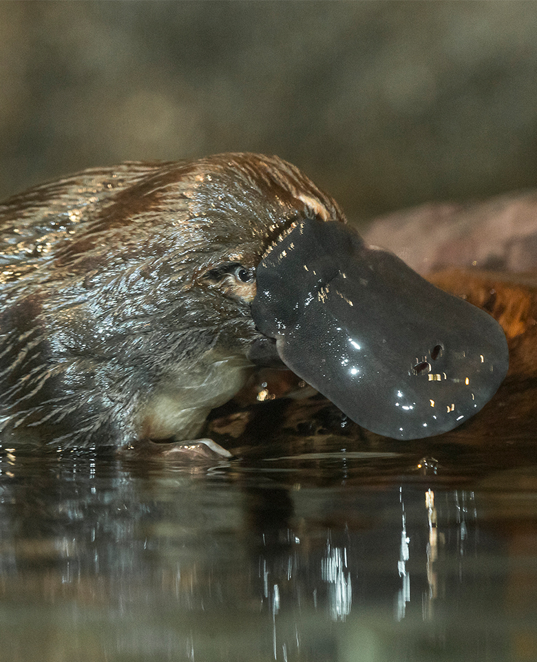 Platypus