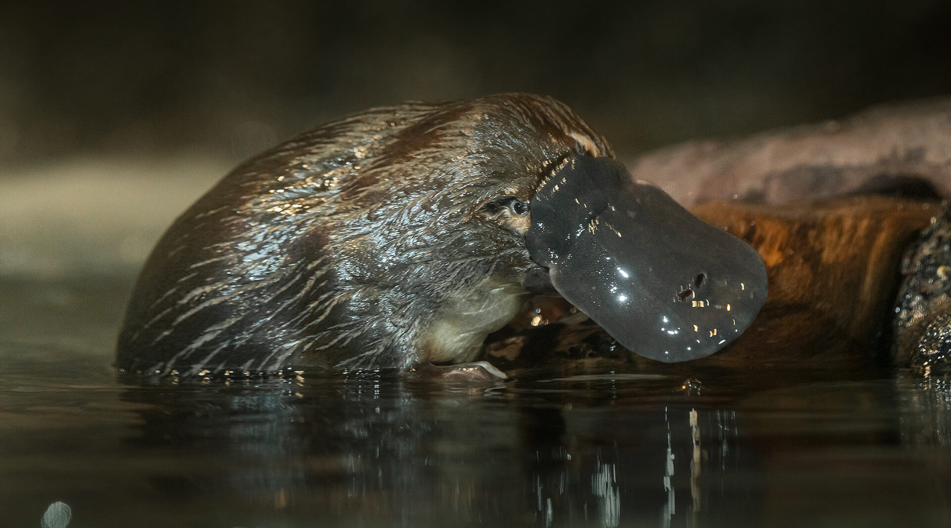 Platypus