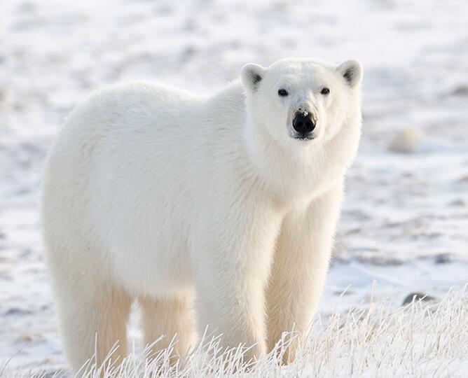 Polar Bear 