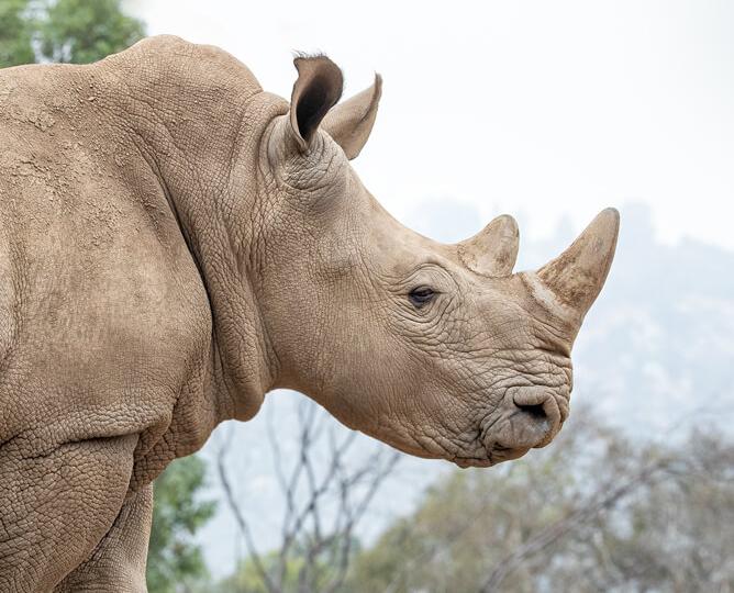 rhino