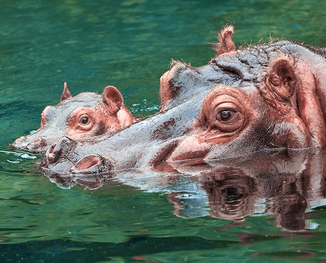 Hippopotamus mother and baby