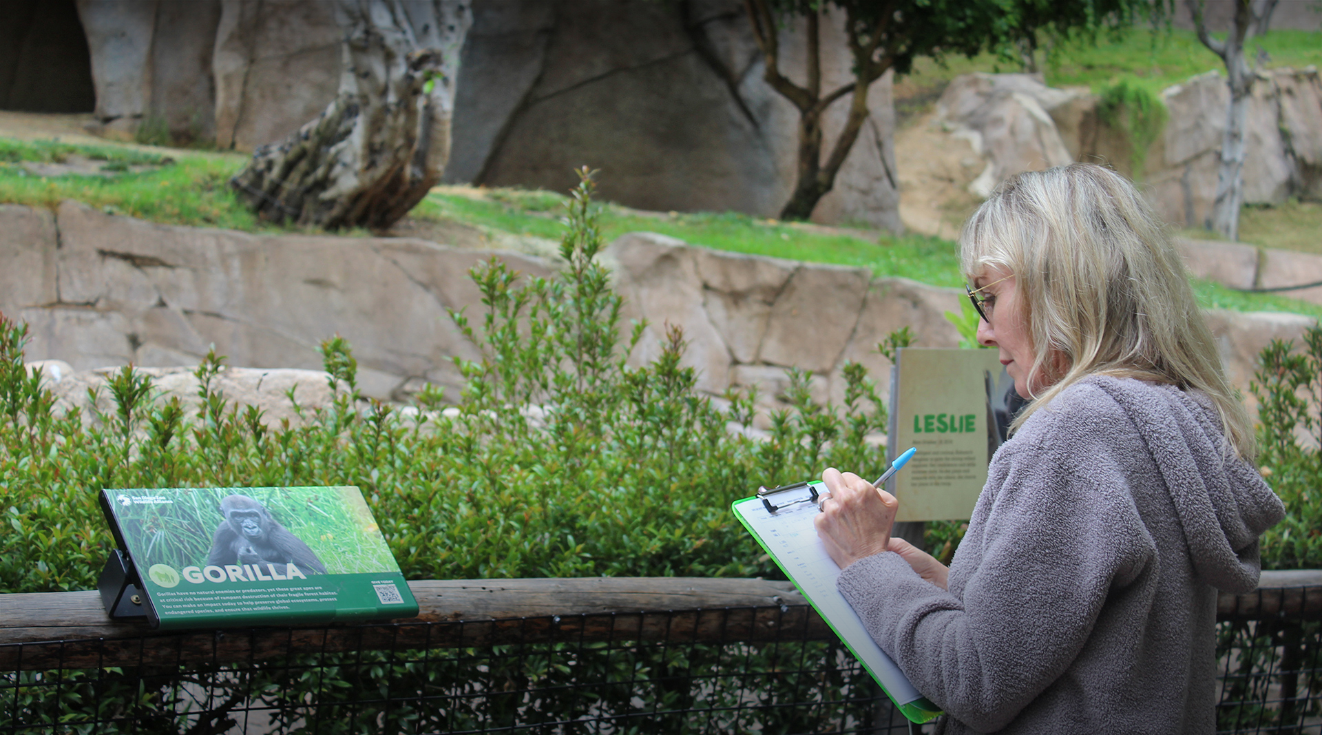 Researcher at Gorilla habitat