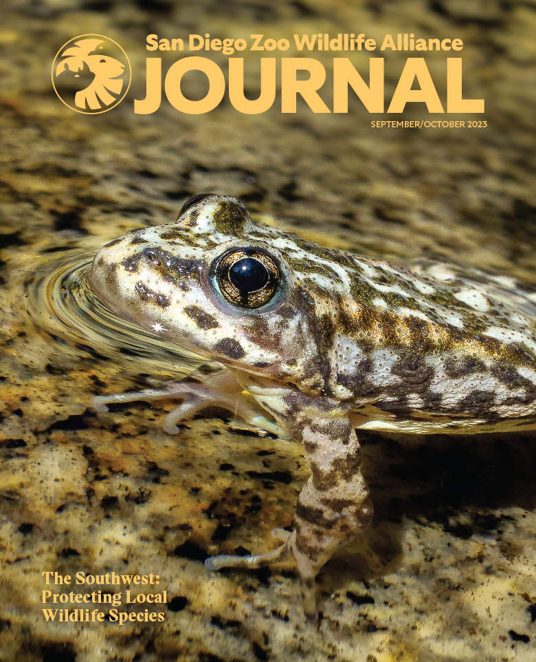 A mountain yellow-legged frog sitting on a rock with its head poking out of the water.