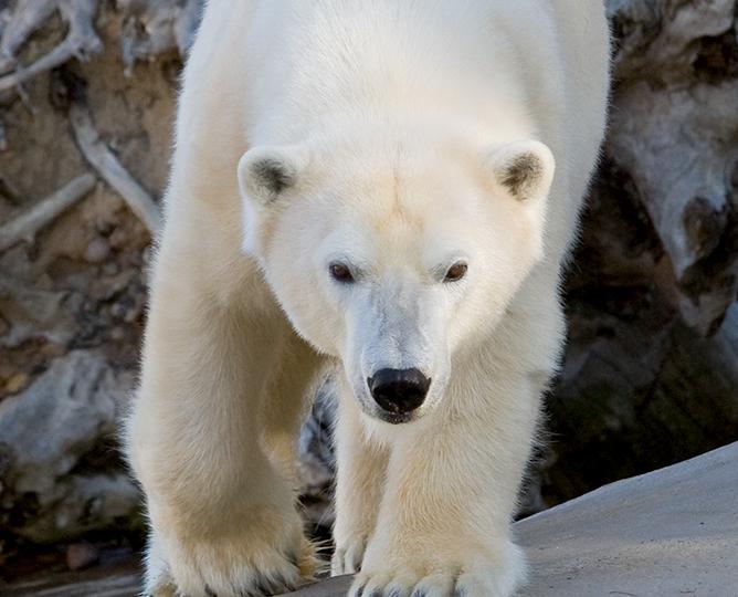 polar bear