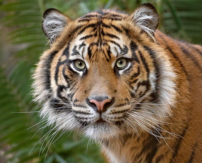 Sumatran Tiger