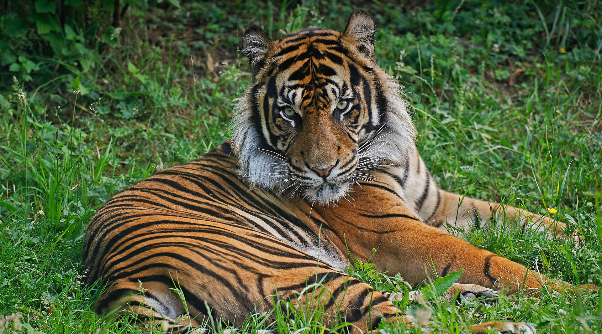 Sumatran Tiger 