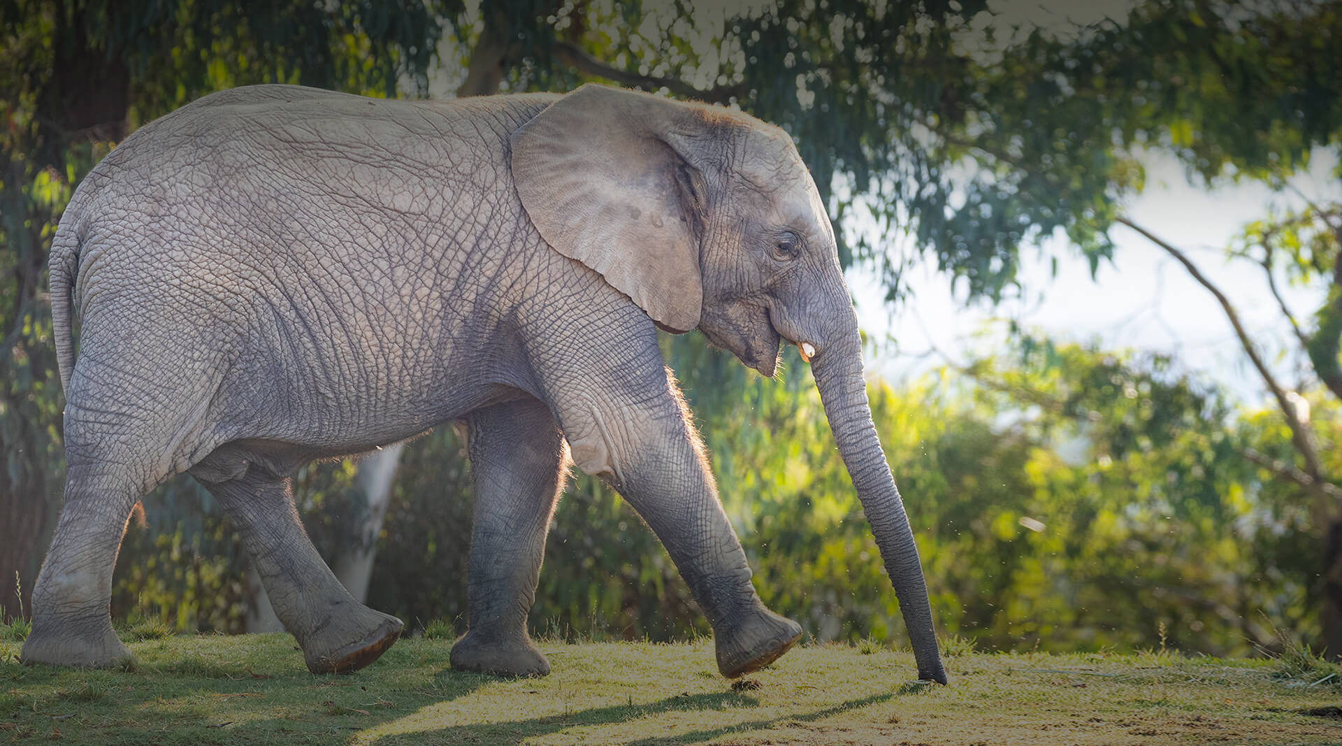 Wildlife Hero