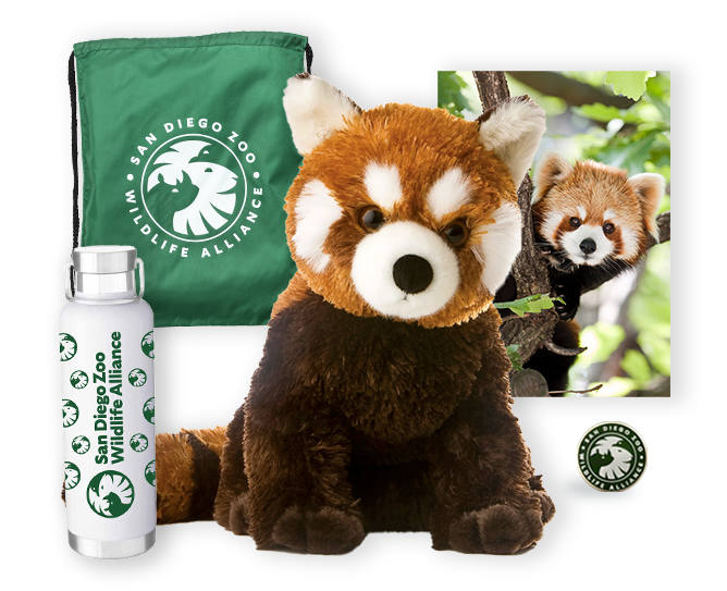 Red Panda $500 adoption package