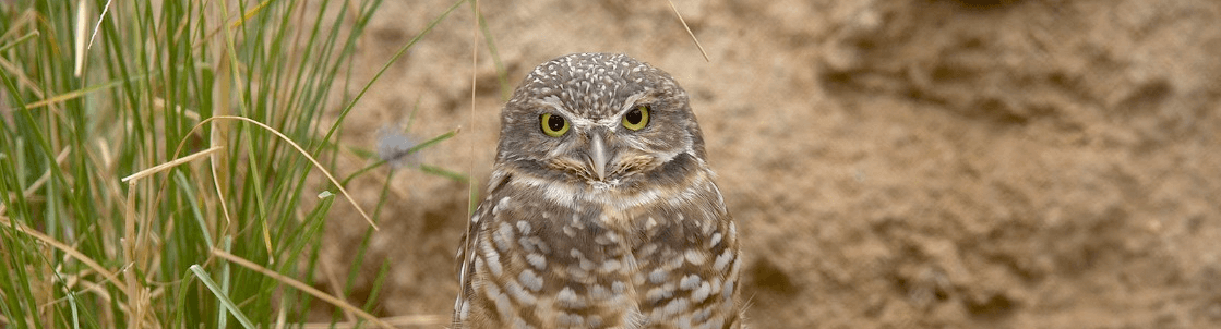 Burrowing owl