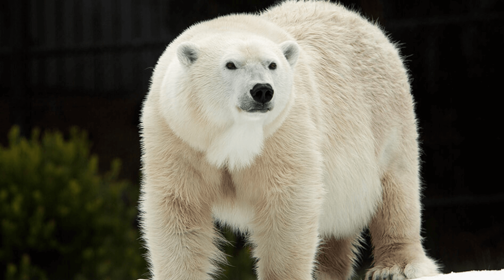 Polar Bear