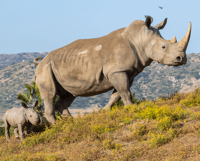 Southern white rhino mom and baby