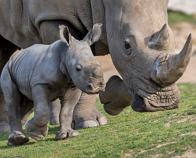 mom & baby rhino