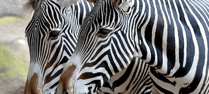 Grevy zebras