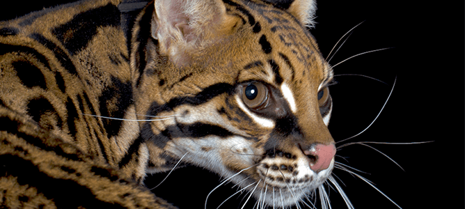 ocelot