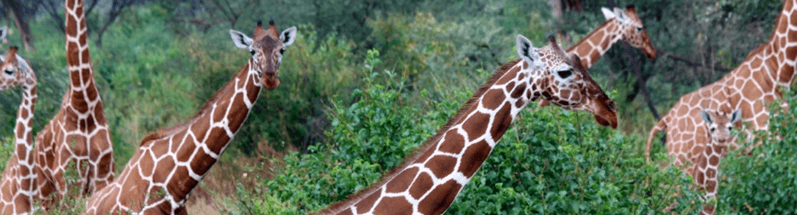 giraffes