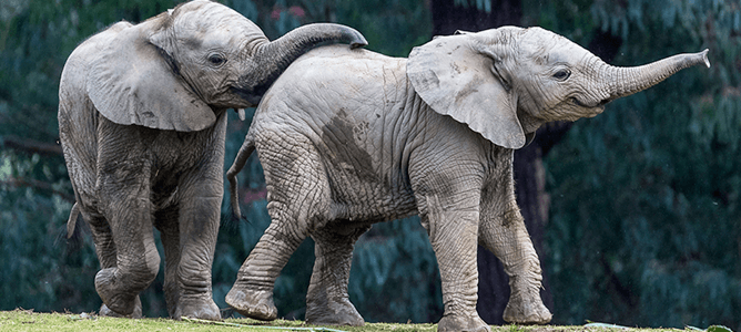 zuli and kaia at the Safari Park